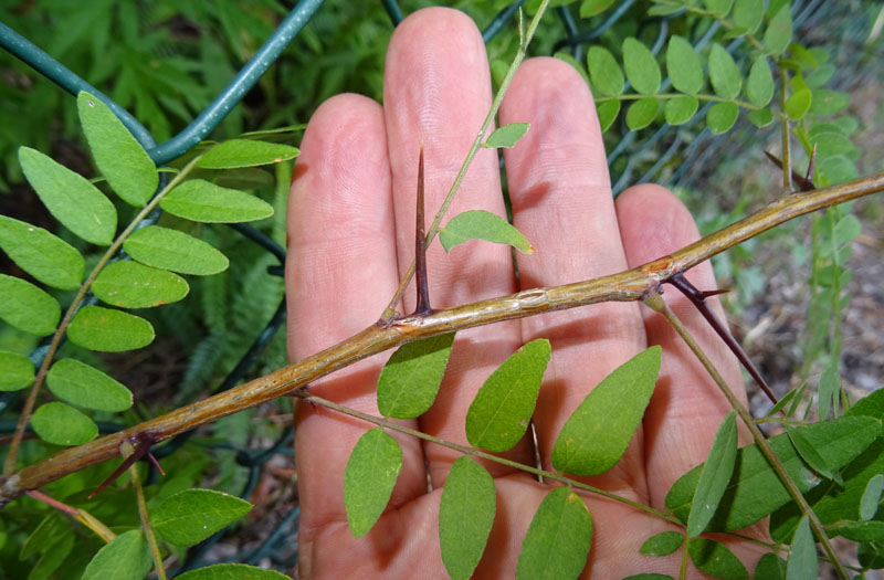 Gleditsia triacanthos var. inermis - Fabaceae